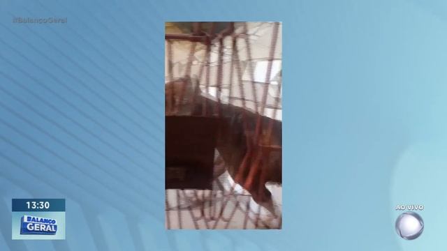 Assista na íntegra o Balanço Geral 29/05/2024