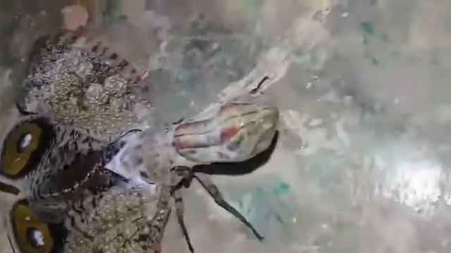La machaca