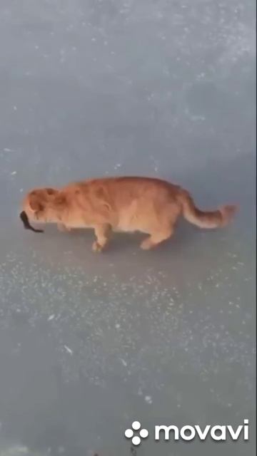 вор подкрался не заметно
