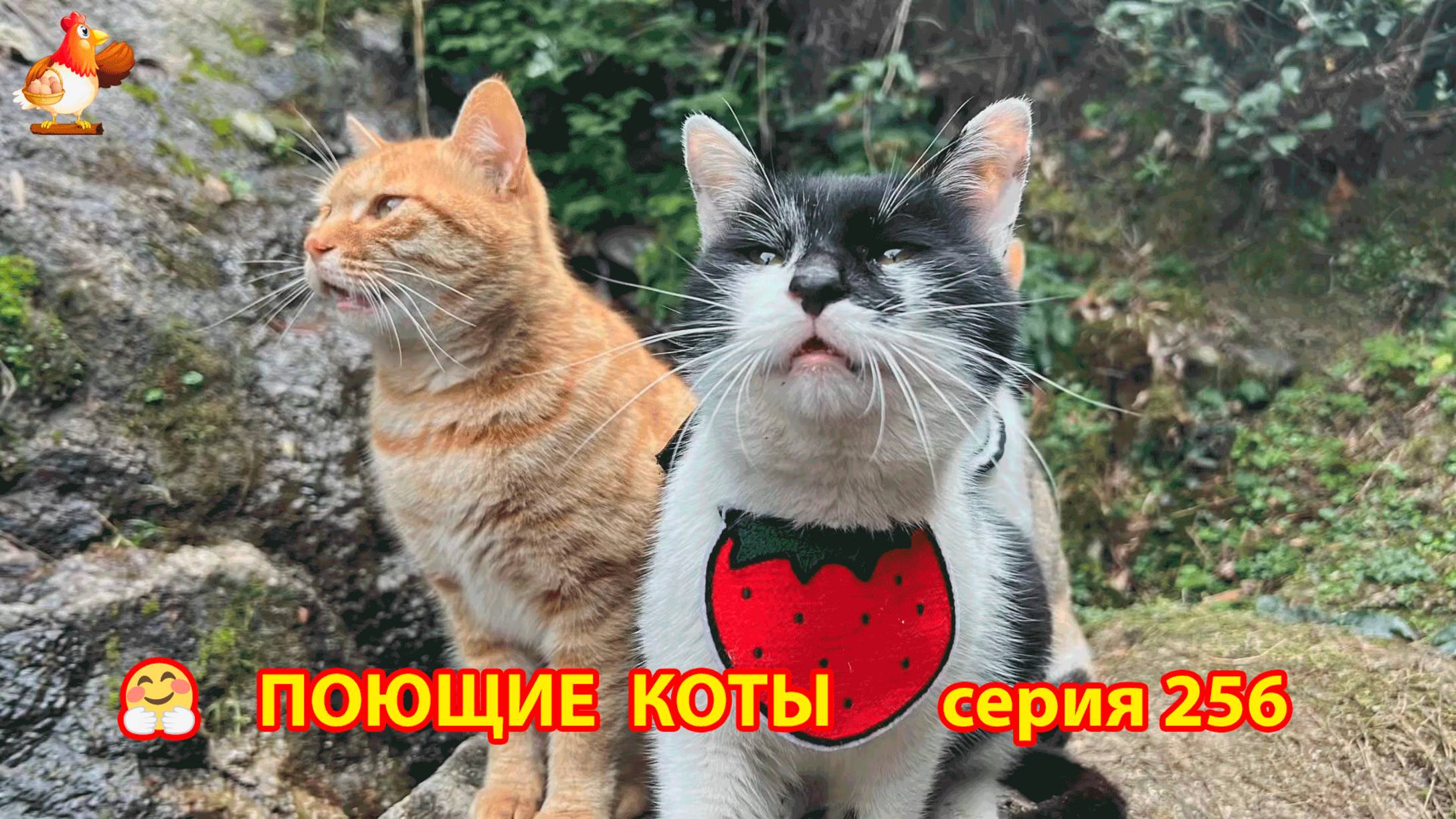 Крутые коты у птичьего двора серия (256) 🐈🐈😹 Природа Абхазии и подворье с птицами и животными ❣