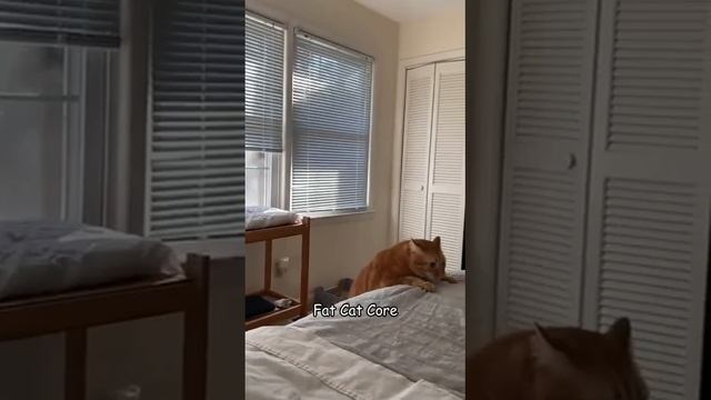 Будни толстых котов