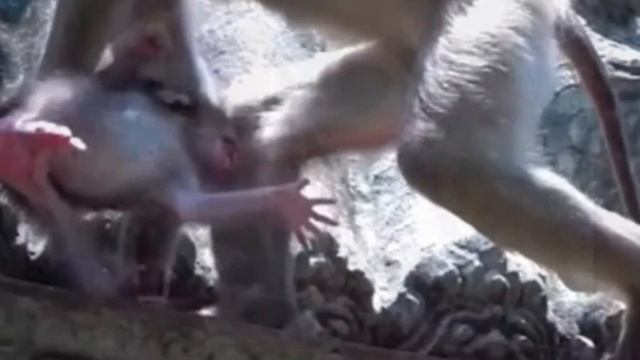 "Любители" baby monkey    1000038924.mp4