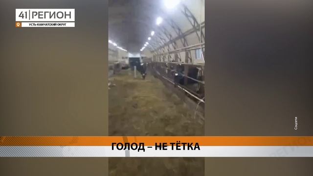 КОРОВЫ ГОЛОДАЛИ НА ФЕРМЕ В КРУТОБЕРЁГОВЕ УСТЬ-КАМЧАТСКОГО ОКРУГА• НОВОСТИ КАМЧАТКИ