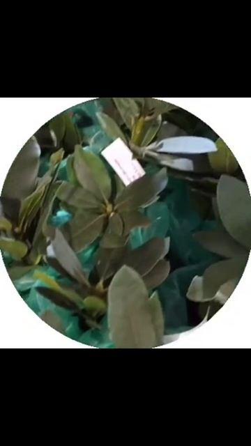Рододендроны, которые должны быть у каждого #Гарденмарт_ассортимент
