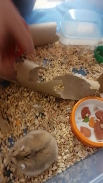 VID_20250314_155245.mp4
