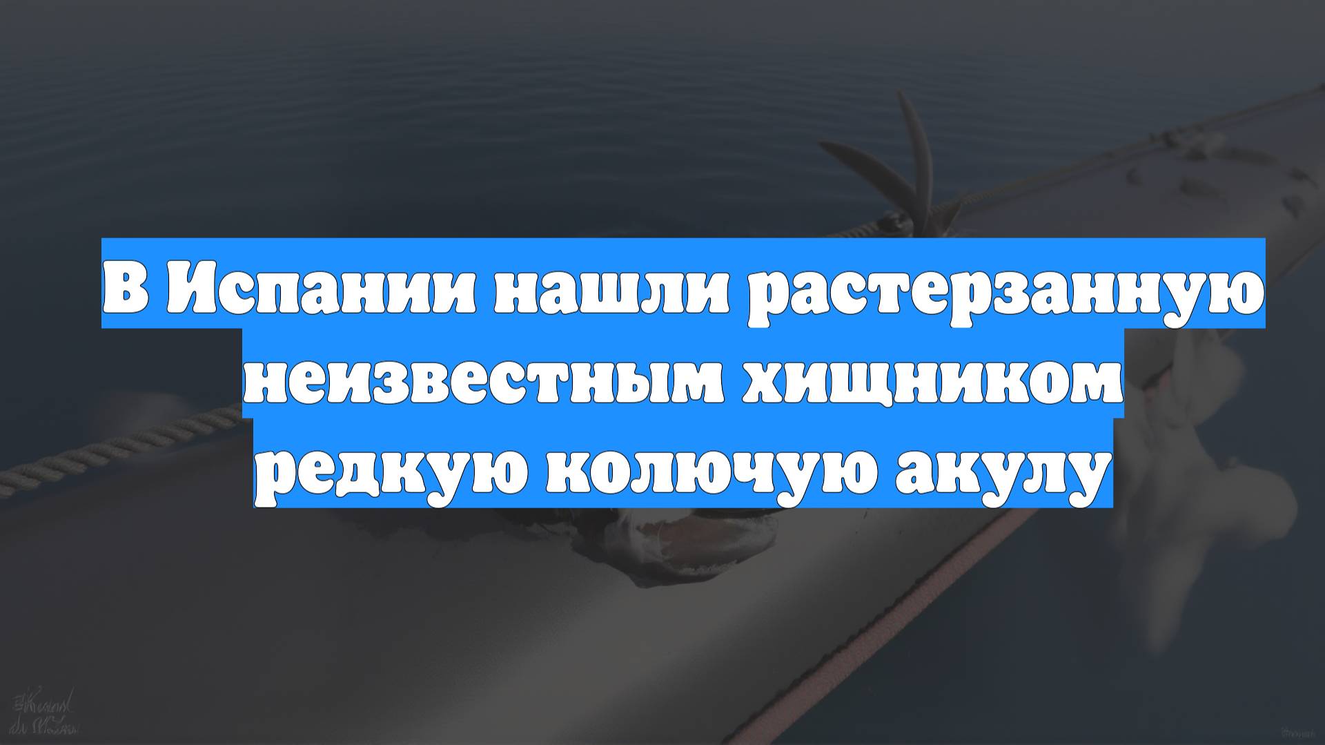 В Испании нашли растерзанную неизвестным хищником редкую колючую акулу