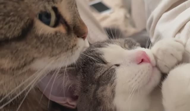 #Огюст моется, но есть ньюанс
#всемкота #хвостатыесоседи #ищемдом #котвдар