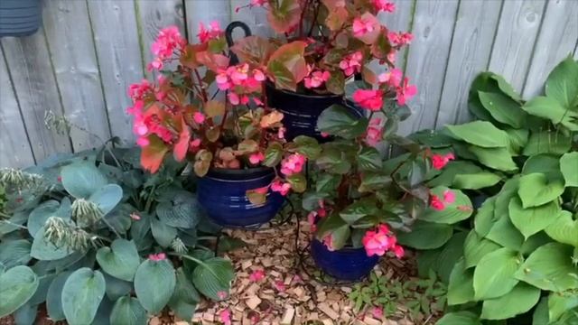 Walk Through My Garden #1