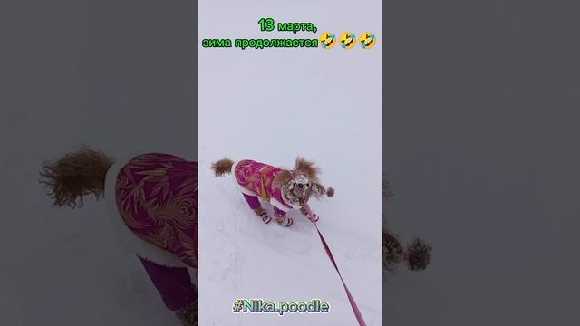 13 марта, а снег все валит и валит😆😆😆😆в каком там месяце приходит весна?😂😂😂🤣🤣#Nika.poodle