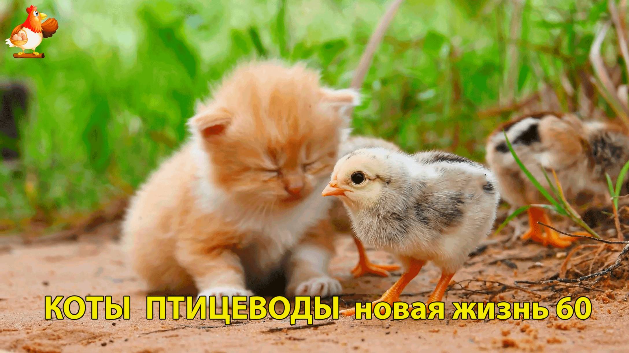 Коты птицеводы со своими подопечными 😹🐈🐈 Новая жизнь – выпуск (60) ❣️🤗😂