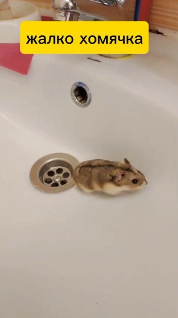 жаль хомячка