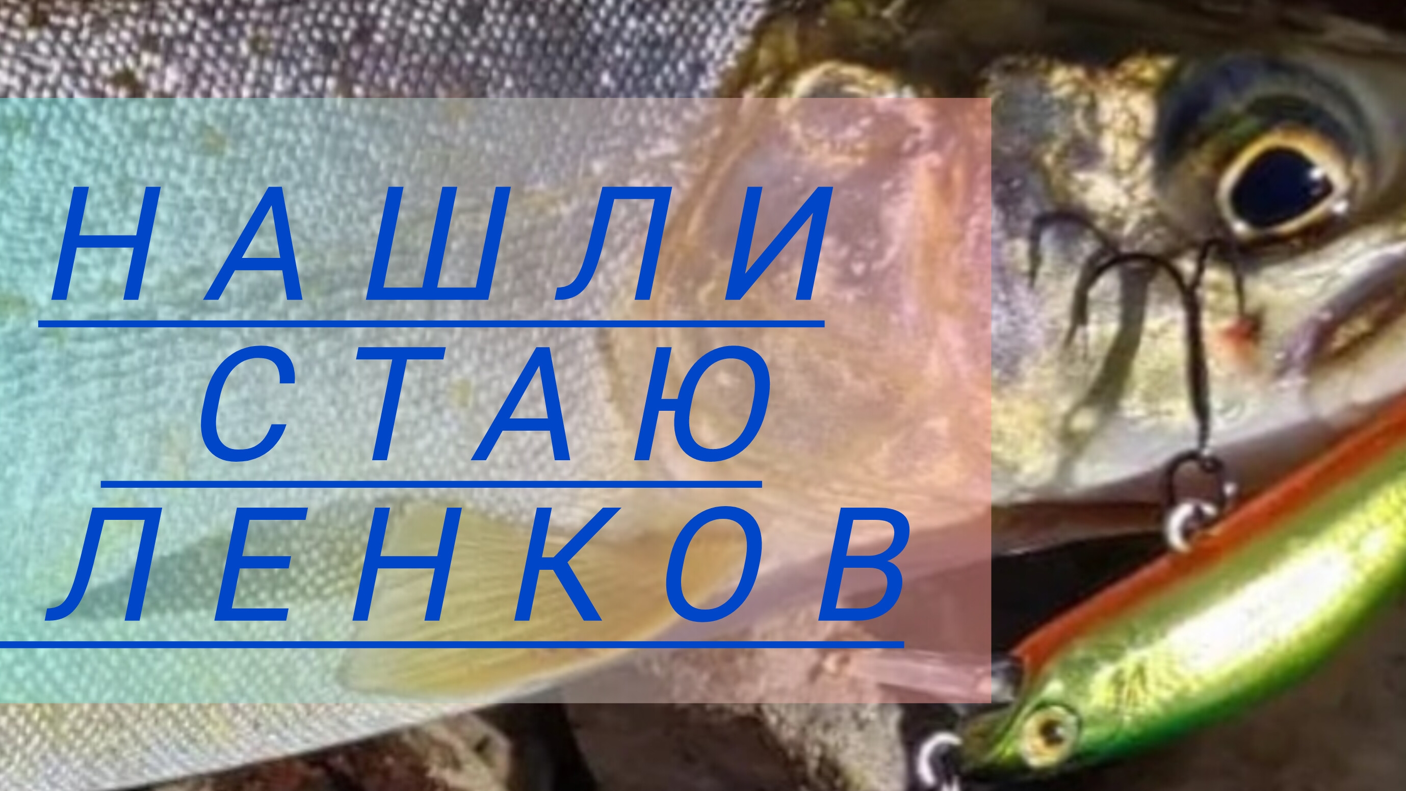 Нашли стаю ЛЕНКА. Ленок на спиннинг. Ленок на поплавок! Рыбалка в России. Как ловить ленка.