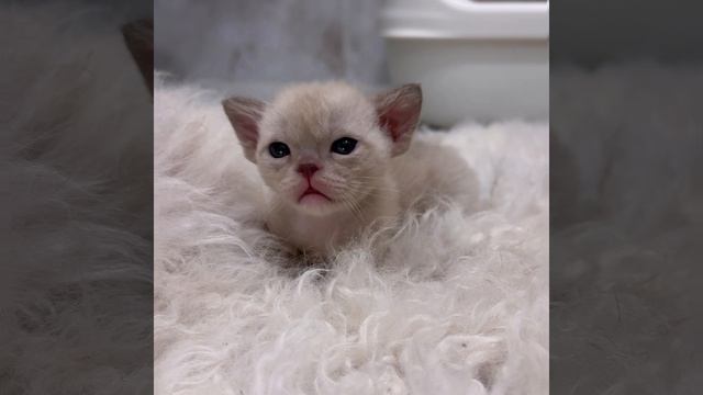 Шоколадный бурманский котёнок из помёта “Y7”