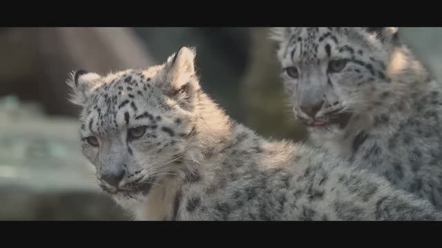 Опасные искушения_ Красота vs Жестокость
