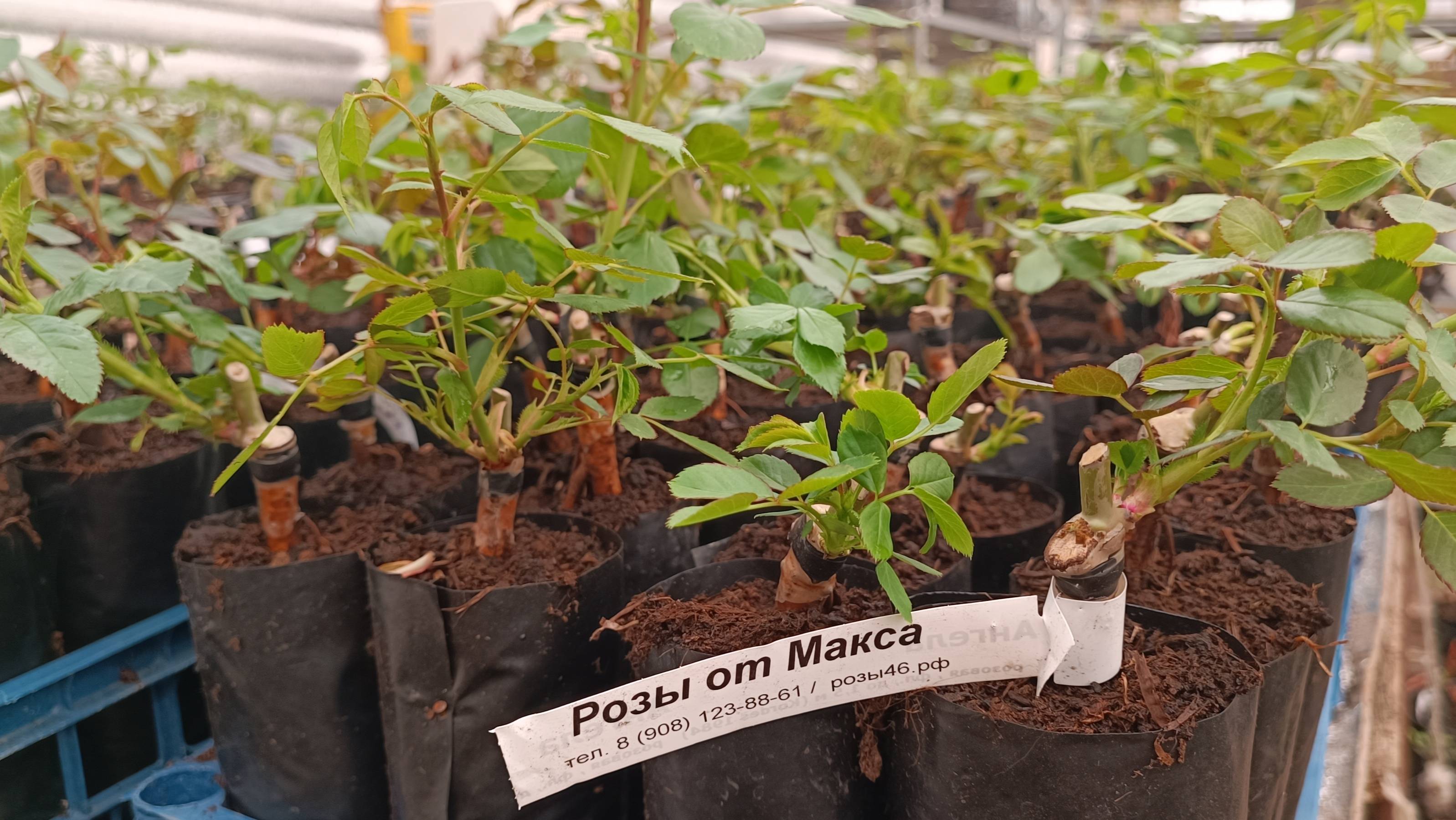 Прием заказов на молодые саженцы роз будет открыт 15 марта 2025г.