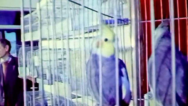 1988 год. Тюмень. Выставка птиц