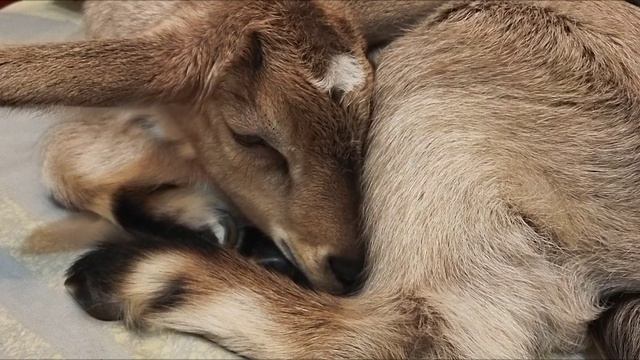 Спят усталые козочки