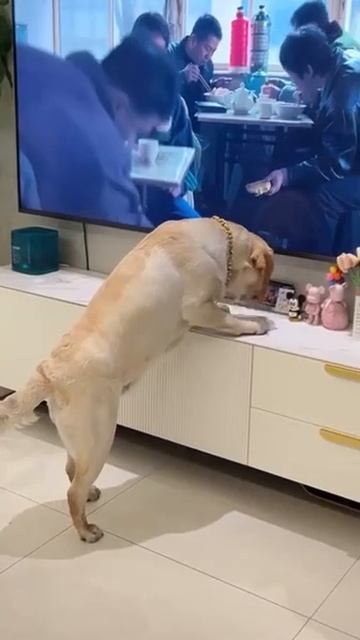 Обманулся в ожиданиях 😆 собака