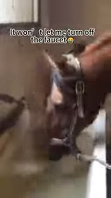 Счастливые лошади