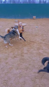 "Весна идёт! Дорогу Пинки" ❥ Приют в Малинках