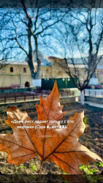 VID_20250314_214402_115.mp4