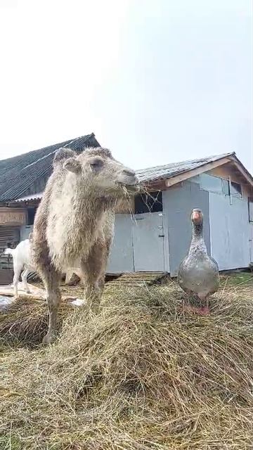 Друзья
