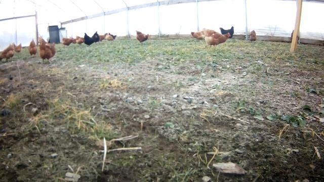Soy in Chicken feed