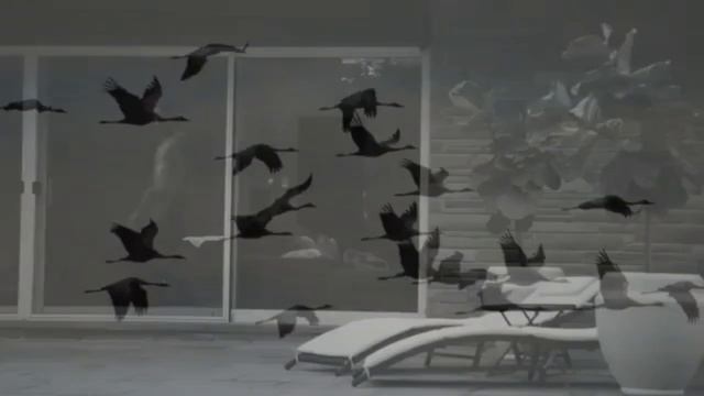 журавли.mp4