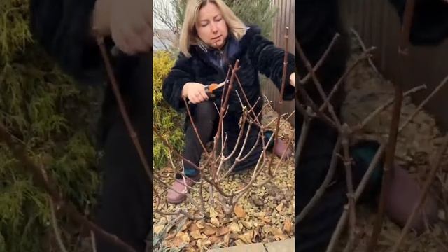 Приступила к стрижке гортензии