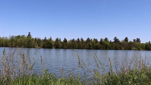 Утки над озером. Гладь воды. Лесной релакс.