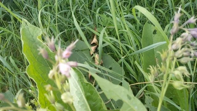 Живокіст лікарський ( Symphytun officinale) -  отруйна рослина з  регенеруючою і стимулюючою дією