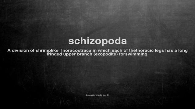 What does schizopoda mean