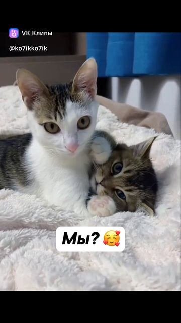 Котики и обнимашки