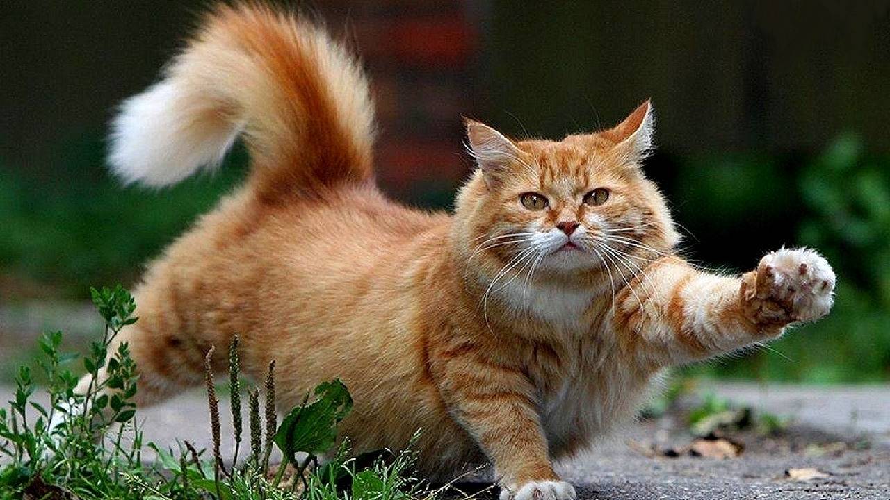 Красивый кот играет в мячик в лесу.