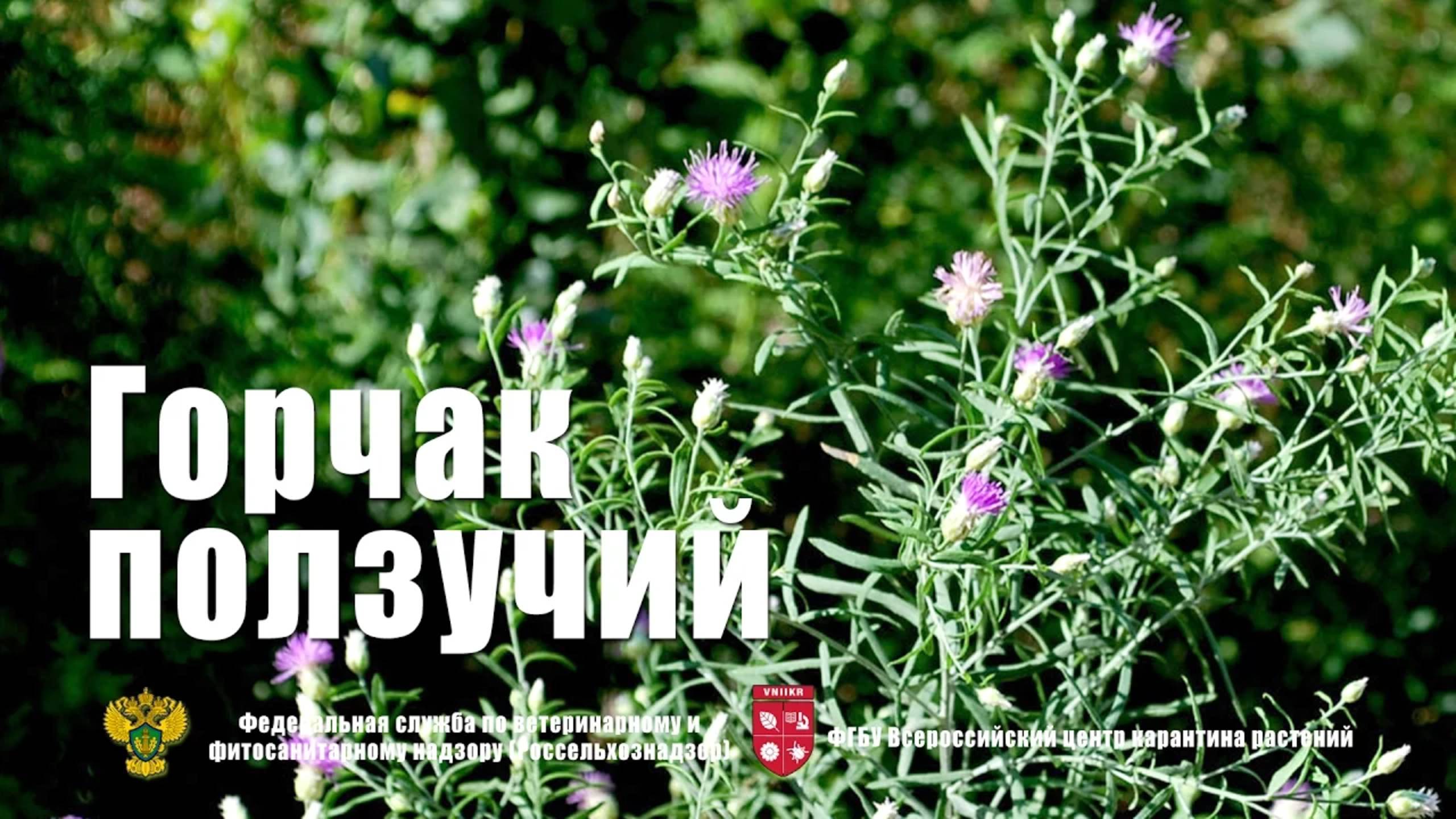 Горчак ползучий