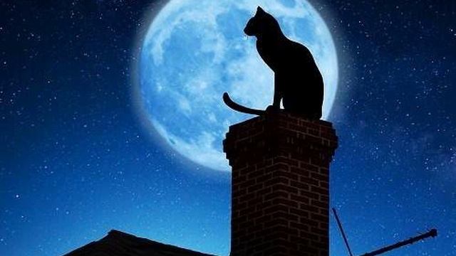 Лунный Кот  (cover version)