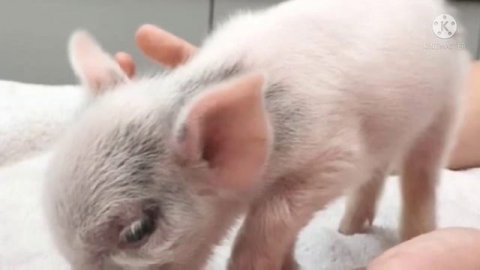 «Чудом спаслась!»: крохотный поросенок выскочил на дорогу, по которой ехали люди…