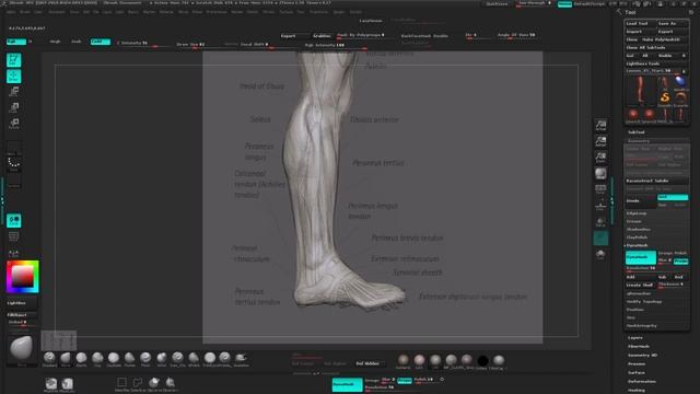 07_Sculpting_the_lower_leg