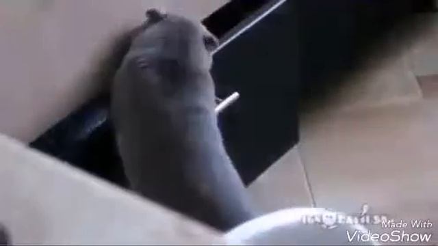 Приколы с животными