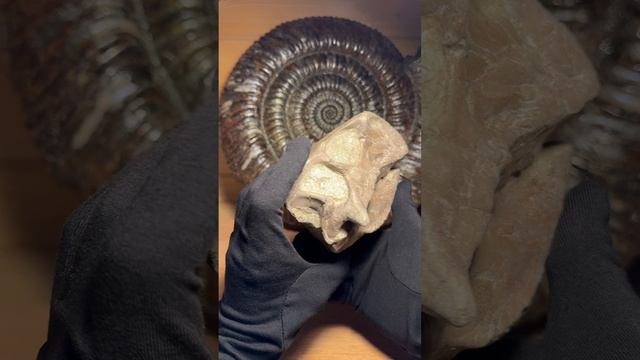 Череп динозавра Psittacosaurus (Пситтакозавр)