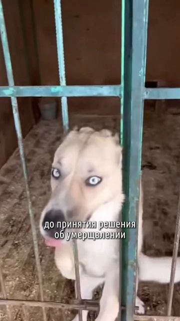 Как вам такой закон о бродячих собаках?