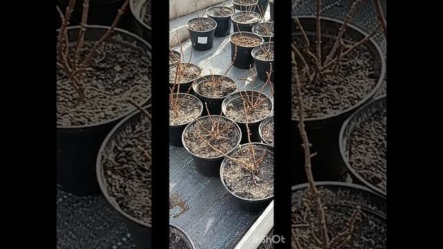 саженцы гортензии
