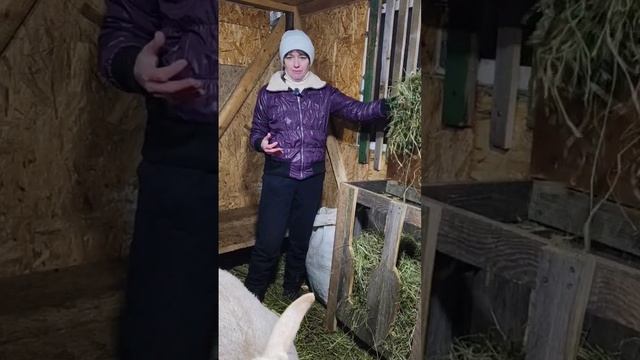 Какое сено лучше скармливать козам разных половозрастных групп?