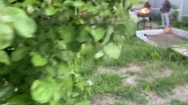2 слушаем лягушек, отдыхаем 29.05.22