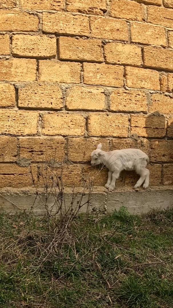 Молоко убежало