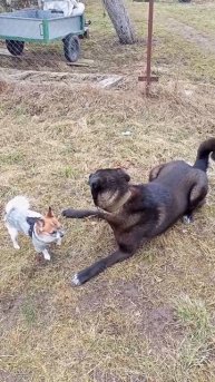 ТЫ МЕНЯ НА ГАВ, НЕ БЕРИ! #dog #animals #животные