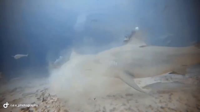 Bull Shark Encounter