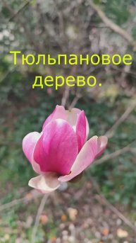 Тюльпановое дерево