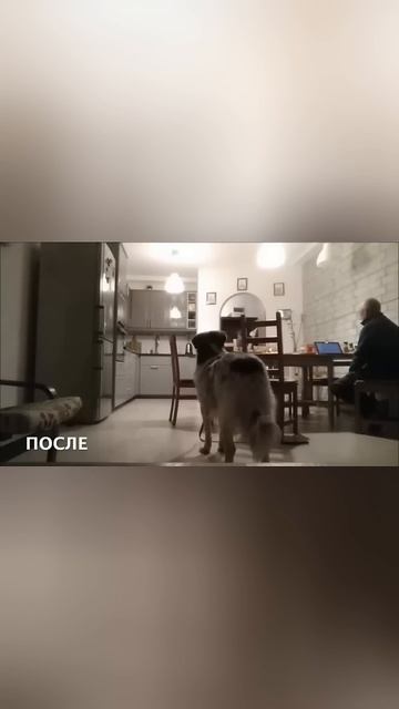 результаты обучения на курсе "Искусство общения с собакой"