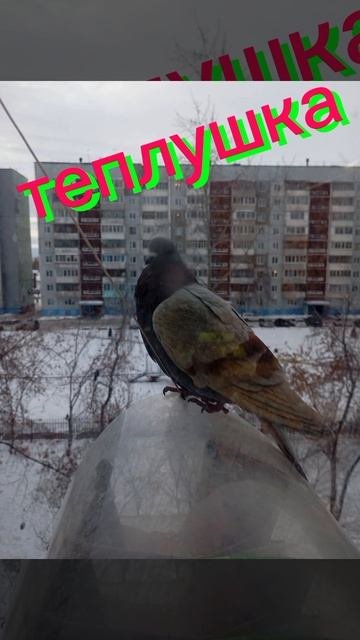 птица 🐔